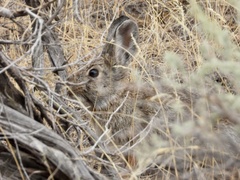 Sylvilagus nuttallii