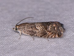 Ofatulena duodecemstriata