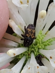 Glyptobaris lecontei