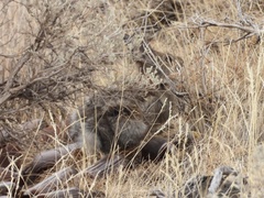 Sylvilagus nuttallii
