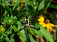 Argiope aurantia