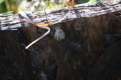 Discus rotundatus