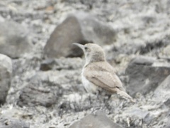 Salpinctes obsoletus