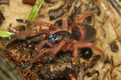 Ephebopus cyanognathus