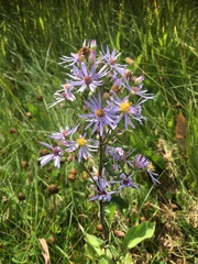 Symphyotrichum ciliolatum