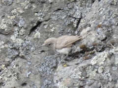 Salpinctes obsoletus