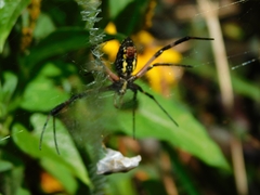 Argiope aurantia