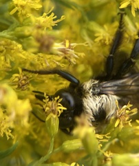 Xylocopa virginica virginica