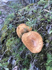 Paxillus