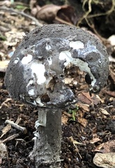 Amanita rhacopus
