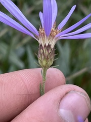 Eucephalus ledophyllus