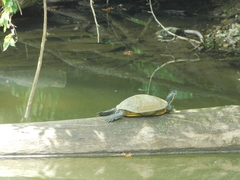 Deirochelyinae