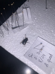 Chrysomya megacephala