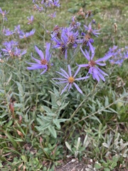 Eucephalus ledophyllus