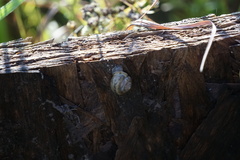 Discus rotundatus