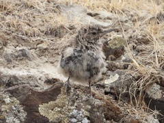 Salpinctes obsoletus