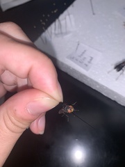 Chrysomya megacephala