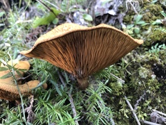 Paxillus