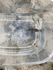 Odontobutis obscurus