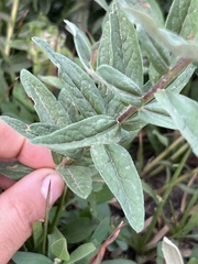 Eucephalus ledophyllus