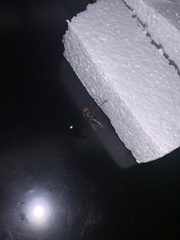 Chrysomya megacephala