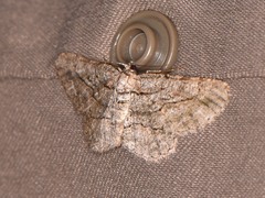 Anavitrinella pampinaria