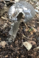 Amanita rhacopus