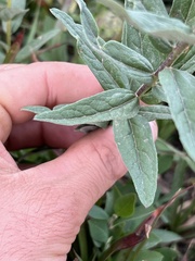 Eucephalus ledophyllus