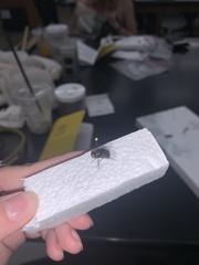 Chrysomya megacephala