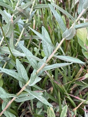 Eucephalus ledophyllus