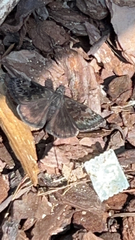 Erynnis baptisiae