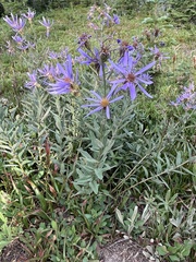 Eucephalus ledophyllus