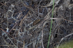 Platydracus maculosus