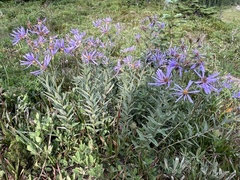Eucephalus ledophyllus