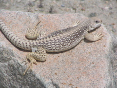 Dipsosaurus dorsalis