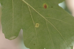 Neuroterus albipes