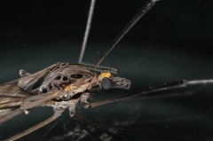 Tipula metacomet