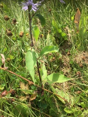 Symphyotrichum ciliolatum