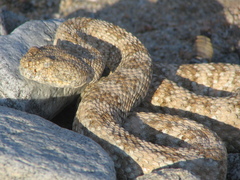 Crotalus pyrrhus