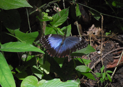 Morpho helenor guerrerensis