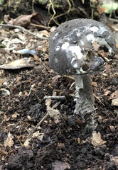 Amanita rhacopus