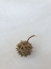 Liquidambar orientalis