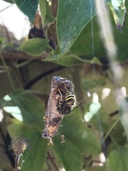 Vespula alascensis