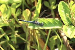 Erythrodiplax minuscula