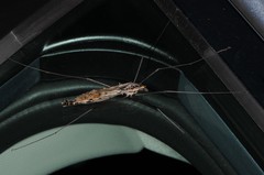 Tipula metacomet
