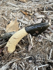 Phallus ravenelii