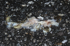 Lithobates clamitans