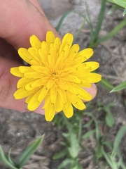 Nothocalais alpestris