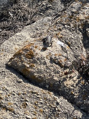 Sceloporus occidentalis bocourtii