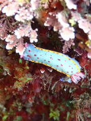Hypselodoris bennetti